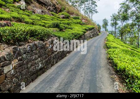 Kurvenreiche Straße und Teeplantagen in Bergen in der Nähe von Haputale, Sri Lanka Stockfoto