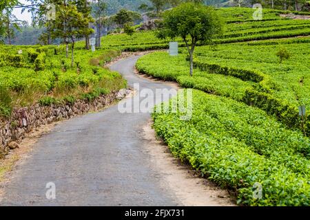 Kurvenreiche Straße in Teeplantagen in Bergen in der Nähe von Haputale, Sri Lanka Stockfoto