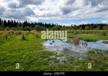 Mehrere Enten und Gänse schwimmen an einem bewölkten, aber sonnigen Tag auf einer Heidelbeerfarm im nordwestlichen pazifik im Wasser Stockfoto