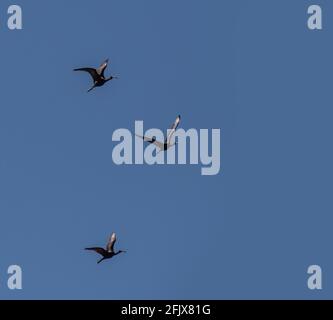 Silhouetten von Glossy Ibis im Flug aka Plegadis falcinellus Stockfoto