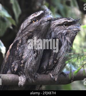 TAWNY FROGMOUTH OWL, BIRDWORLD, FARNHAM SURREY Stockfoto