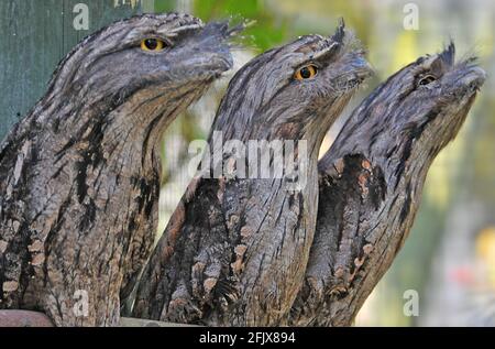 TAWNY FROGMOUTH OWL, BIRDWORLD, FARNHAM SURREY Stockfoto