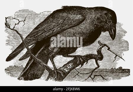 Gemeiner Rabe, corvus Corax sitzt auf einem Ast und schaut nach unten. Illustration nach einem antiken Stich Stock Vektor