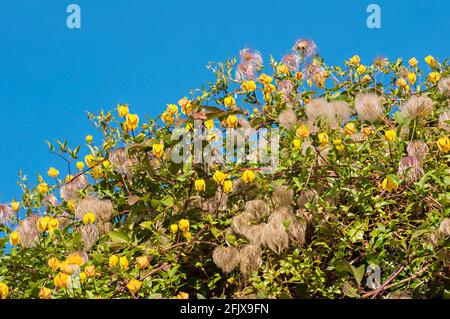 Blumen & Keimköpfe von Clematis tangutica EIN gelb blühter Kletterer, der von Mitte Sommer bis in den Spätherbst blüht, wenn die seidigen Keimköpfe erscheinen. Stockfoto