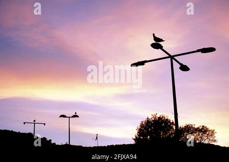 Sonnenuntergangsfarben im Hintergrund, mit einer guten Perspektive von Straßenlampen und Möwe auf jedem von ihnen. Stockfoto