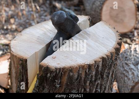 Östliche weiße Esche, die in Vermont, New England, USA, für Feuerholz geschnitten und gespalten wird. Stockfoto