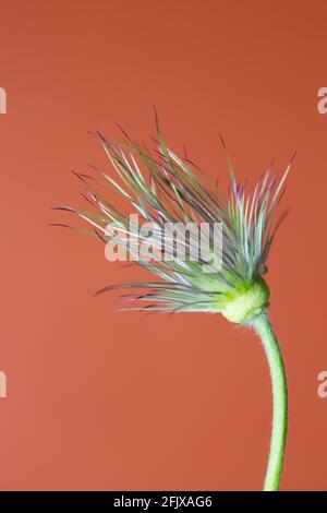 Eine sterbende Pulsatilla vulgaris 'Rubra' Pasque Blume. Stockfoto