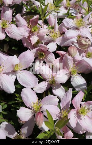 Clematis montana Rubens ‘Pink Perfection’ Pale rosa Blüten mit zentralem weißen Flush auf jedem Blütenblatt, April, England, Großbritannien Stockfoto