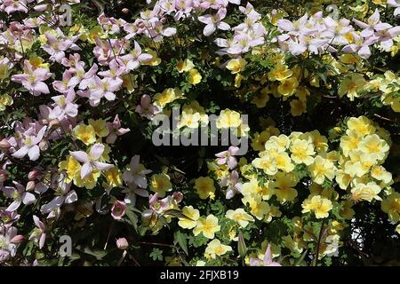 Clematis montana Rubens und Rosa xanthina Canary Bird Hellrosa Clematis und hellgelbe Einzelrosen, beide Kletterpflanzen, April, England, UK Stockfoto