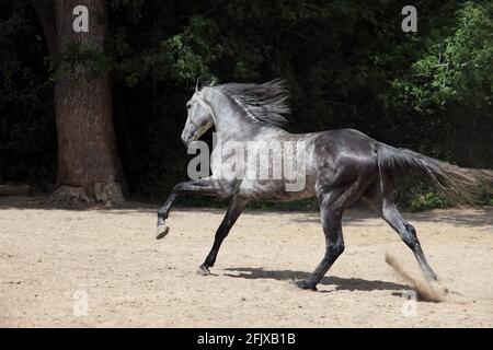 Freies andalusisches Pferd vor dunklem Hintergrund laufen Stockfoto