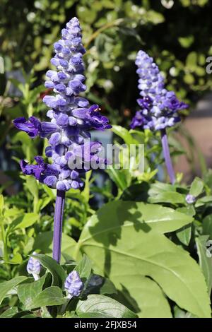 Salvia farinacea ‘Evolution’ violett-violetter Mealycup-Salbei – tiefviolette zweilippige Blüten in dichten Blütenspitzen, April, England, Großbritannien Stockfoto