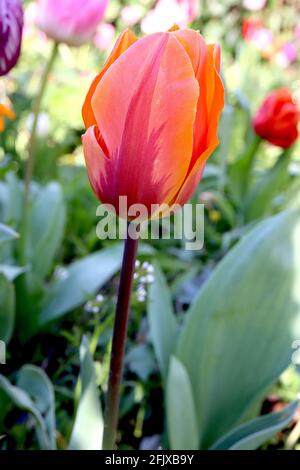 Tulipa ‘Prinzessin Irene’ ‘Prinses Irene’ Triumph Tulpe 3 Prinzessin Irene Tulpe - orange Blüten, lila rote Flammen, April, England, UK Stockfoto