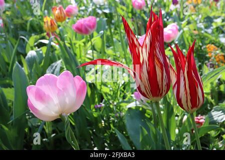 Tulipa ‘Dyanito’ Lilie blüht 6 Dyanito gebrochene Tulpe – gelbe Blüten mit großen roten Flammen, April, England, Großbritannien Stockfoto