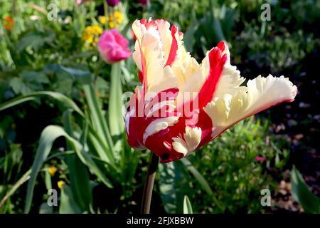 Tulipa gesneriana var dracontia ‘Estella Rijnveld Papagei’ Papagei 10 Estella Rijnveld Papageientulpe - gedrehte cremefarbene Blütenblätter, große rote Flammen, April, Großbritannien Stockfoto