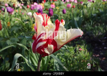 Tulipa gesneriana var dracontia ‘Estella Rijnveld Papagei’ Papagei 10 Estella Rijnveld Papageientulpe - gedrehte cremefarbene Blütenblätter, große rote Flammen, April, Großbritannien Stockfoto