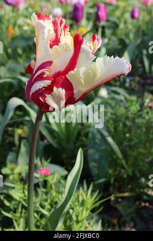 Tulipa gesneriana var dracontia ‘Estella Rijnveld Papagei’ Papagei 10 Estella Rijnveld Papageientulpe - gedrehte cremefarbene Blütenblätter, große rote Flammen, April, Großbritannien Stockfoto