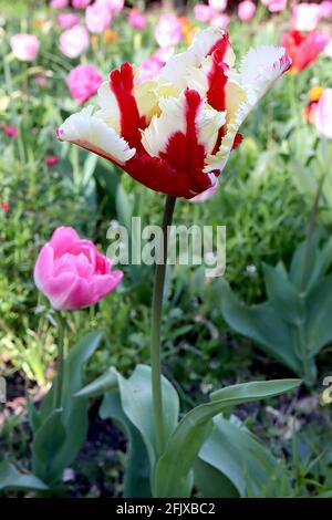 Tulipa gesneriana var dracontia ‘Estella Rijnveld Papagei’ Papagei 10 Estella Rijnveld Papageientulpe - gedrehte cremefarbene Blütenblätter, große rote Flammen, April, Großbritannien Stockfoto