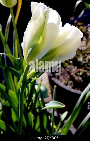 Tulipa ‘Spring Green’ Viridiflora 8 Frühlingsgrüne Tulpe - cremefarbene Blüten, lebendige grüne Flamme, April, England, Großbritannien Stockfoto