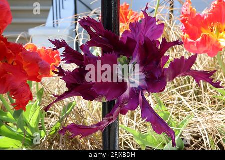 Tulipa gesneriana var dracontia ‘Negrita Parrot’ Parrot 10 Negrita Parrot Tulpe – verdrehte tiefviolette Blütenblätter, April, England, Großbritannien Stockfoto