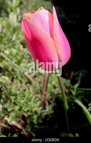 Tulipa ‘Menton’ Single Ende 5 Menton Tulpe - tiefrosa Blütenblätter, weiche orangefarbene Ränder, April, England, Großbritannien Stockfoto