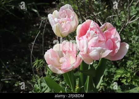 Tulipa ‘Angelique’ Double Late 11 Angelique Tulpe – doppelte blassrosa Blüten, weiße Ränder, grüne Federn, April, England, VEREINIGTES KÖNIGREICH Stockfoto