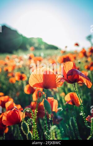 Schöne blühende rote Mohnblumen Feld bei Sonnenuntergang Licht. Vertikale Karte. Selektiver Fokus. Speicherplatz kopieren. Stockfoto