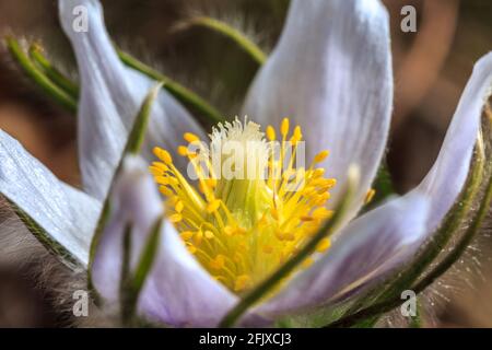 Walking Iron County Park Sand Parirge 24. April 2021 Stockfoto