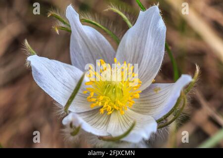 Walking Iron County Park Sand Parirge 24. April 2021 Stockfoto