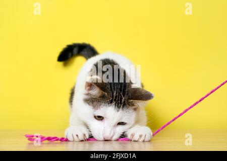 Lustige Katze spielt mit rosa dünnen Seil isoliert auf gelb Hintergrund Stockfoto