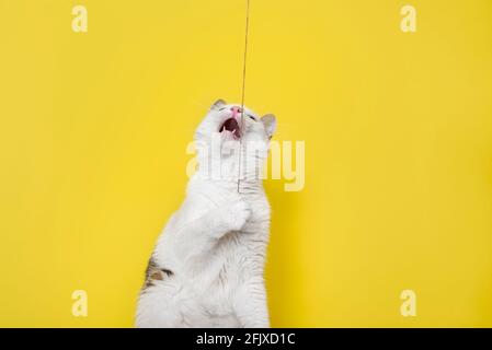 Lustige Katze spielt mit dünnen Seil isoliert auf gelbem Hintergrund Stockfoto