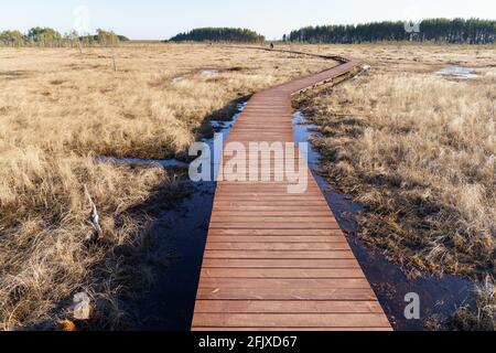 Panoramablick auf Holzsteg im märz Nationalpark, ökologischer Wanderweg im Moorreservat Stockfoto