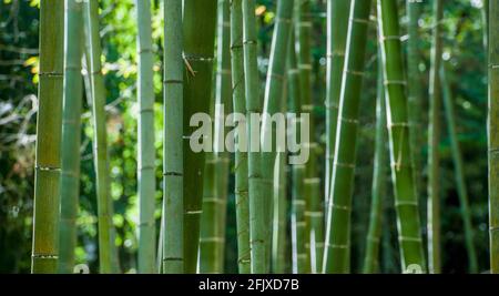 Nahaufnahme des Bambuswaldes in Damyang Stockfoto