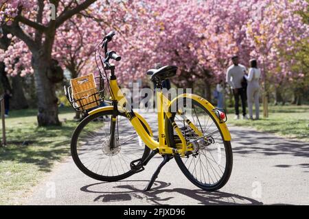 Gelb gerahmte Fahrradparks unter Kirschblüte im greenwich Park, im Süden londons, England Stockfoto