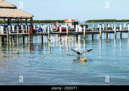 Boot Dock in den Florida Keys mit Schlepper gebunden Hinten oben und Pelikan, der für eine Wasserlandung hereinkommt Vorne Stockfoto