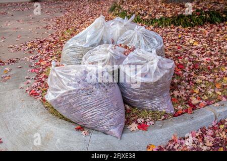 Klare Säcke mit Herbstblättern mit Feuchtigkeit im Inneren durch Bordstein Mit Hof mit farbigen Blättern bedeckt Stockfoto