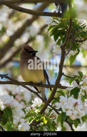 Zedernwachsflügel, die in einem blühenden Krabbenanpfenbaum auf Nahrungssuche gehen. Diese zarten Zugvögel ernähren sich von Insekten und einer Vielzahl von Früchten und Beeren. Stockfoto