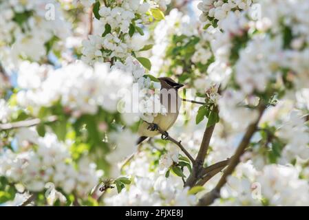 Zedernwachsflügel, die in einem blühenden Krabbenanpfenbaum auf Nahrungssuche gehen. Diese zarten Zugvögel ernähren sich von Insekten und einer Vielzahl von Früchten und Beeren. Stockfoto