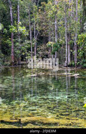 Unter Wasser wächst eine tropische Lagune mit grünen Algen. Stockfoto