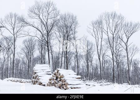 Holzeinschlag im Norden von Wisconsin. Stockfoto