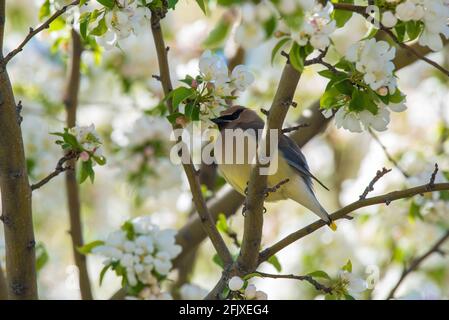 Zedernwachsflügel, die in einem blühenden Krabbenanpfenbaum auf Nahrungssuche gehen. Diese zarten Zugvögel ernähren sich von Insekten und einer Vielzahl von Früchten und Beeren. Stockfoto