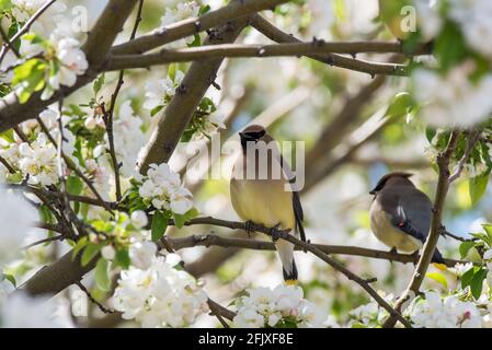 Zedernwachsflügel, die in einem blühenden Krabbenanpfenbaum auf Nahrungssuche gehen. Diese zarten Zugvögel ernähren sich von Insekten und einer Vielzahl von Früchten und Beeren. Stockfoto