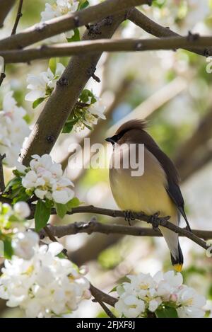 Zedernwachsflügel, die in einem blühenden Krabbenanpfenbaum auf Nahrungssuche gehen. Diese zarten Zugvögel ernähren sich von Insekten und einer Vielzahl von Früchten und Beeren. Stockfoto