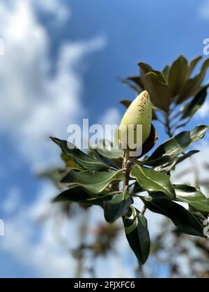 Ungeöffneter Magnolia Bud Blütenstamm Stockfoto