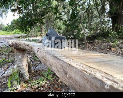 Schleifmaschine zum Abschleifen einer handgefertigten Holzbank für einen Outdoor-Park. Industriearbeit. Stockfoto