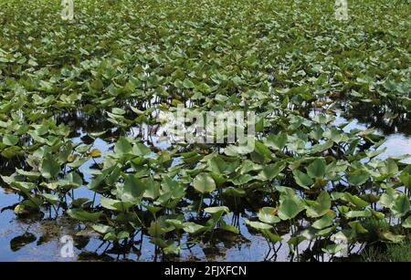 Spatterdock-Pflanze, eine Art von Teichlilie, die auch als große gelbe Teichlilie oder Kuhlilie bekannt ist. Der botanische Name ist Nuphar advena Stockfoto