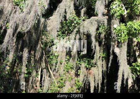 Nahaufnahme einer Eiche mit spanischem Moos Stockfoto