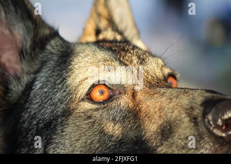 Selektiver Fokus auf die Augen eines deutschen Schäferhundes, Makroaugenaufnahme Stockfoto