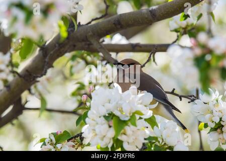 Zedernwachsflügel, die in einem blühenden Krabbenanpfenbaum auf Nahrungssuche gehen. Diese zarten Zugvögel ernähren sich von Insekten und einer Vielzahl von Früchten und Beeren. Stockfoto