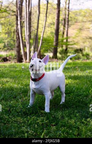 Miniaturbulle Terrier auf Gras in der Sonne Stockfoto
