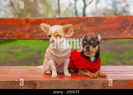 Zwei kleine chihuahua Hunde auf der Bank. Niedliche Haustiere im Freien. Hunde in Kleidung. Frühling Stockfoto